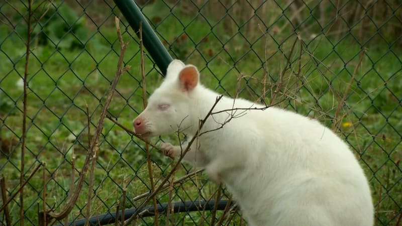 Čistě bílé mládě klokana ukradl zloděj z farmy na Znojemsku. Majitel nabízí vysokou odměnu