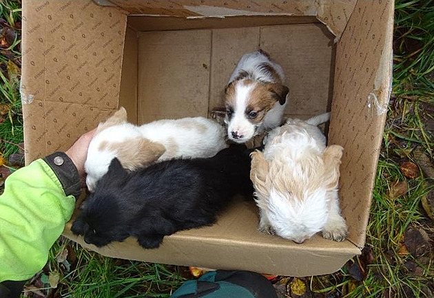 Štěňata živořila ve zdevastované chatě bez světla a vody, skončila v útulku