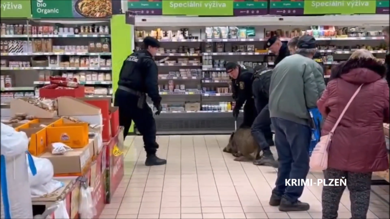 Drama v Plzni: Divočák vběhl do supermarketu. Záběry ukazují odchyt z pekárny