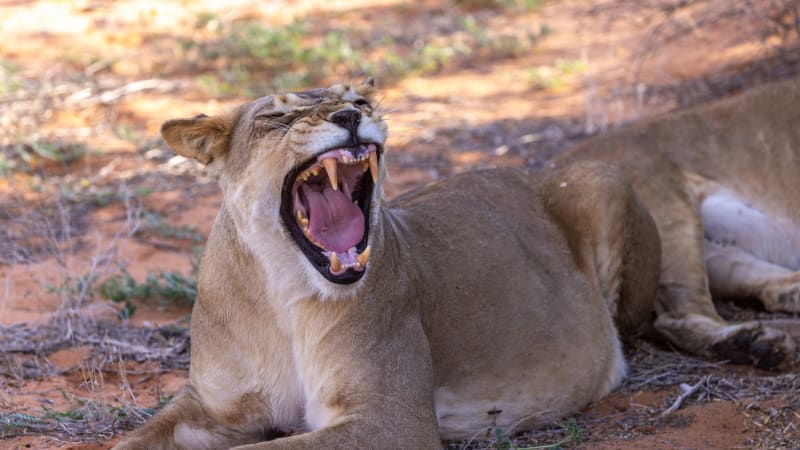 Snil o práci krotitele lvů. Brazilec skočil do výběhu, záběry ukazují jeho marný boj