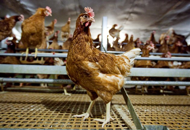 I přes možné dotování od obchodníků ceny vajec příští rok porostou, tvrdí odborníci