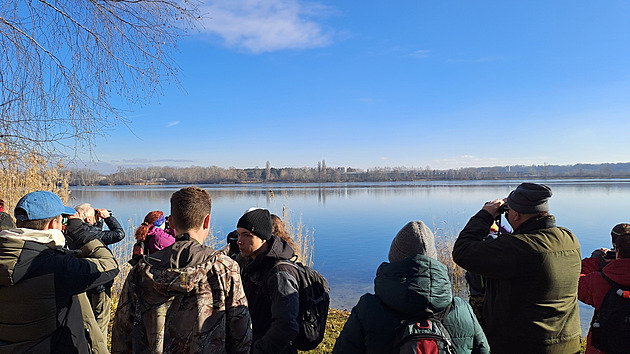 Na lagunu či jezero. Ornitologové zvou na pozorování ptáků v Přerově a okolí