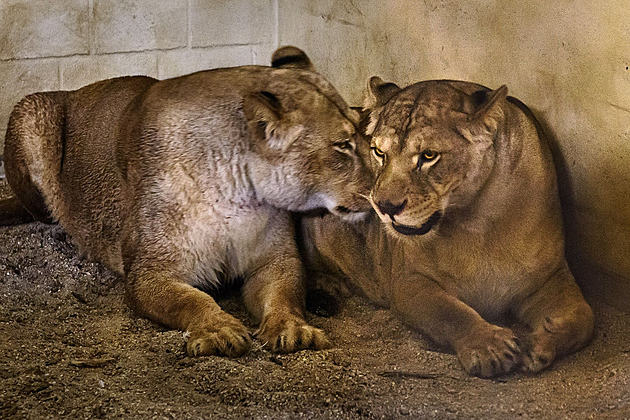 Zlínská zoo přijala dvě zabavené lvice, od původní smečky oddělila dva samce