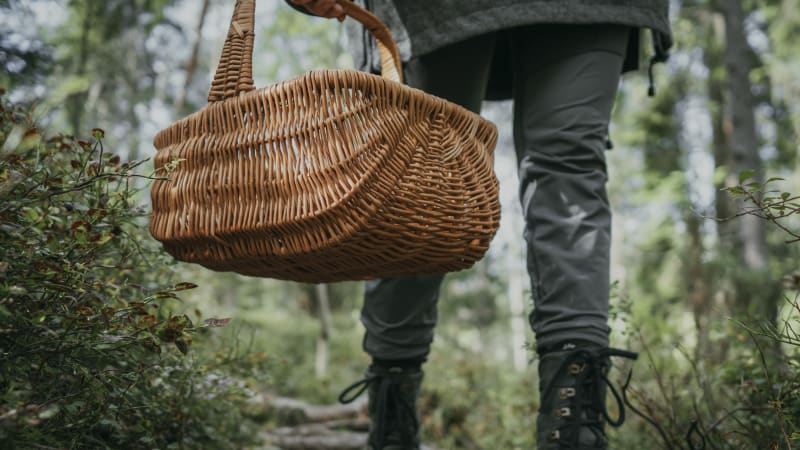 Houbařské žně startují. Lidé se chlubí plnými košíky oblíbeného druhu, který roste v houfech