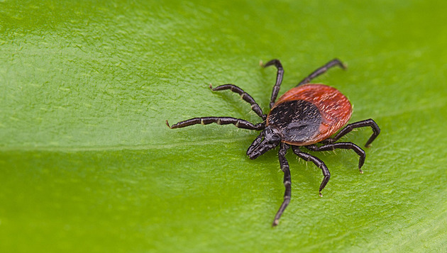 Klíště číhá hlavně v parku. Lidé neřeší prevenci, očkovaných Pražanů je minimum