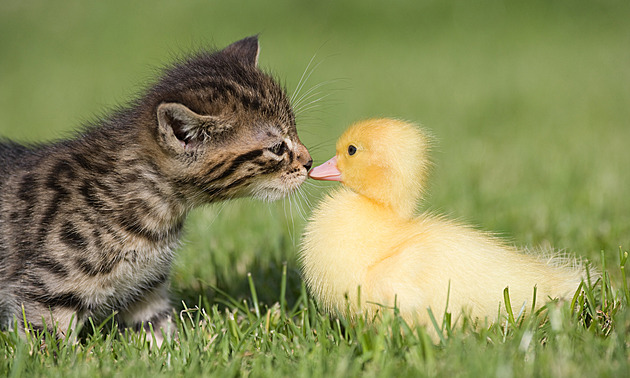 Vyberte ty nejroztomilejší mazlíčky dubna, hrají o krmivo pro kočky a psy