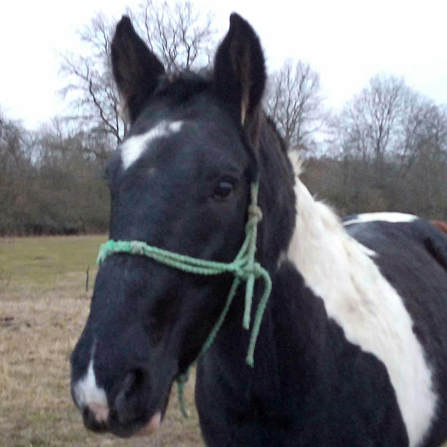 Zloději odcizili chovného koně. Sám neodešel, je fixovaný na matku, říká majitel