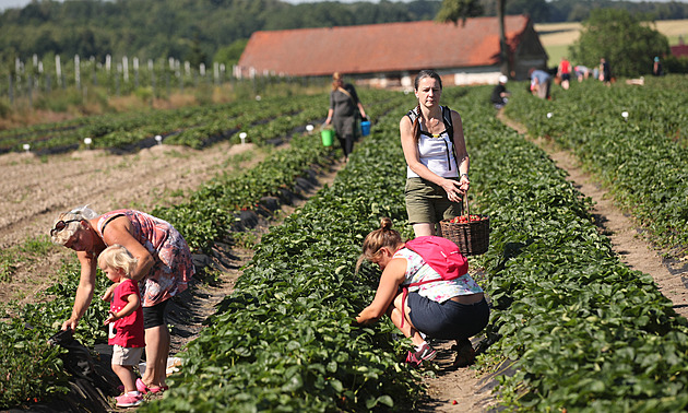 Samosběr jahod v Moravskoslezském kraji letos nabízí jediná farma. Začíná v sobotu