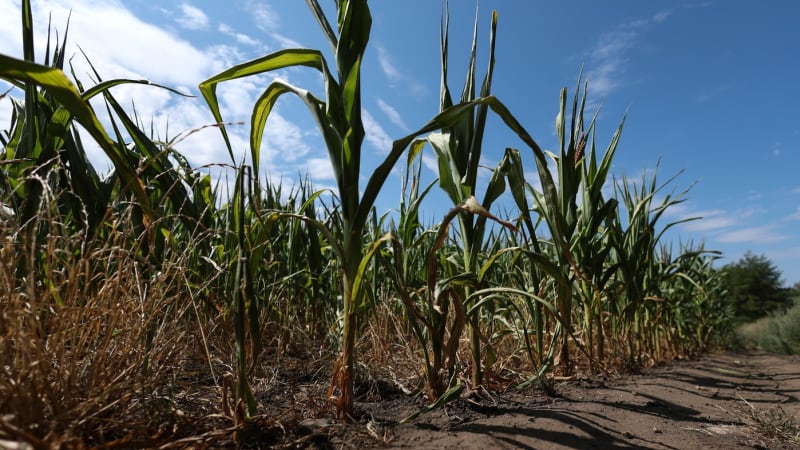 Řešení sucha? Bez politické shody těžko, míní Valeš. Na tahu jsou Motoristé, říká Buchert