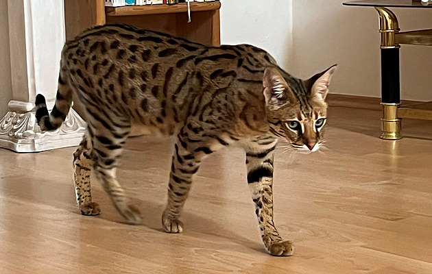 V Brně utekl z domácího chovu serval, po šelmě pátrají policisté i hasiči
